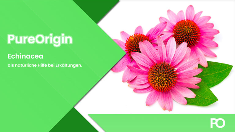Echinacea Hilfe bei Erkältungen.